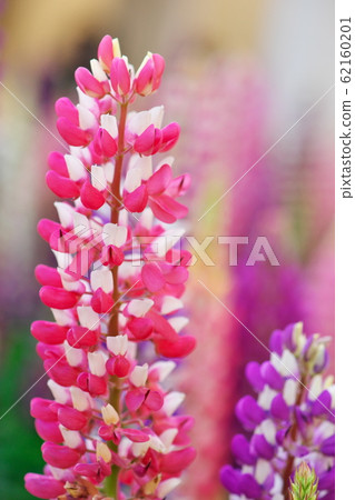 Pink Lupinas Pink Lupinas 62160201