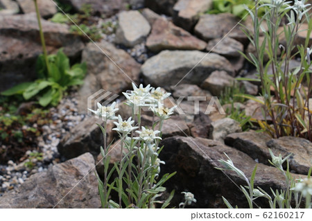The most beloved wildflower Edelweiss in the European Alps The most beloved wildflower Edelweiss in the European Alps 62160217