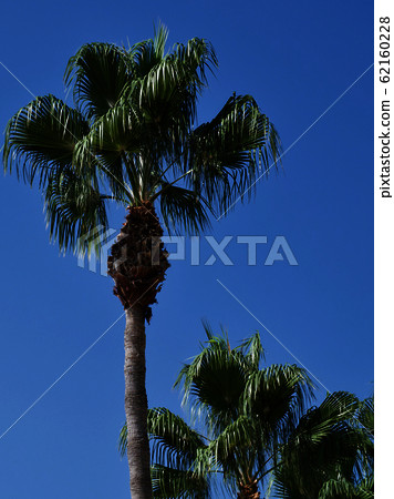 Palm tree against the blue sky, Cyprus, Pissouri 62160228