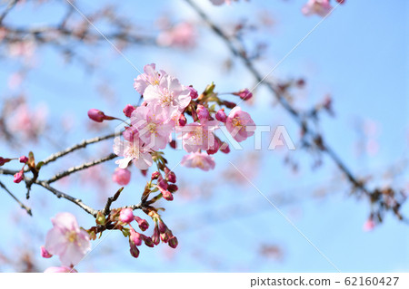 雪原櫻花盛開 62160427