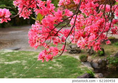 Forest, Hallasan Mountain, Valley, Stone Valley, Moss Gate, Moss Stairs, Moss, Temple Forest, Hallasan Mountain, Valley, Stone Valley, Moss Gate, Moss Stairs, Moss, Temple 62160458