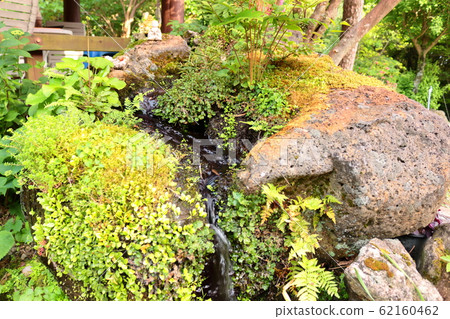 Forest, Hallasan Mountain, Valley, Stone Valley, Moss Gate, Moss Stairs, Moss, Temple Forest, Hallasan Mountain, Valley, Stone Valley, Moss Gate, Moss Stairs, Moss, Temple 62160462