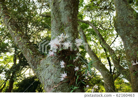 森林,漢拏,山谷,石頭,青苔正門,青苔樓梯,青苔,寺廟,孝明寺, 森林,漢拏,山谷,石頭,青苔正門,青苔樓梯,青苔,寺廟,孝明寺, 62160463