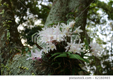 森林,漢拏,山谷,石頭,青苔正門,青苔樓梯,青苔,寺廟,孝明寺, 森林,漢拏,山谷,石頭,青苔正門,青苔樓梯,青苔,寺廟,孝明寺, 62160465