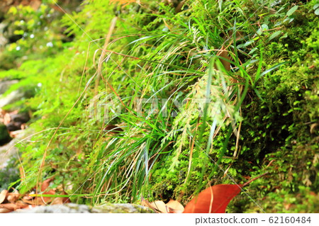 Forest, Hallasan Mountain, Valley, Stone Valley, Moss Gate, Moss Stairs, Moss, Temple Forest, Hallasan Mountain, Valley, Stone Valley, Moss Gate, Moss Stairs, Moss, Temple 62160484