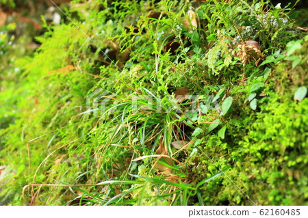 森林，漢拏，山谷，石頭，青苔正門，青苔樓梯，青苔，寺廟，孝明寺， 62160485