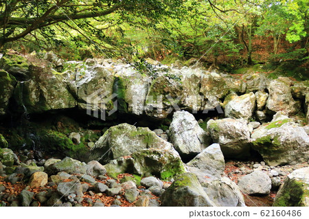 森林,漢拏,山谷,石頭,青苔正門,青苔樓梯,青苔,寺廟,孝明寺, 森林,漢拏,山谷,石頭,青苔正門,青苔樓梯,青苔,寺廟,孝明寺, 62160486