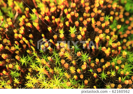 Forest, Hallasan Mountain, Valley, Stone Valley, Moss Gate, Moss Stairs, Moss, Temple 62160562