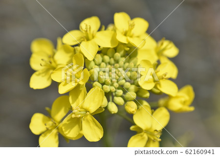 Rape blossoms 62160941