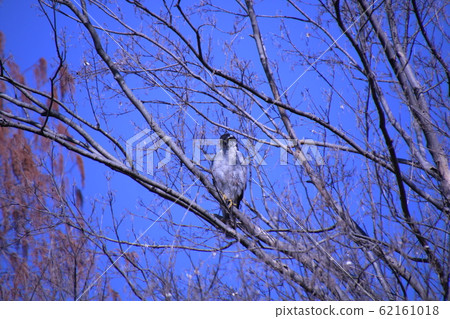 高鷹 高鷹 62161018