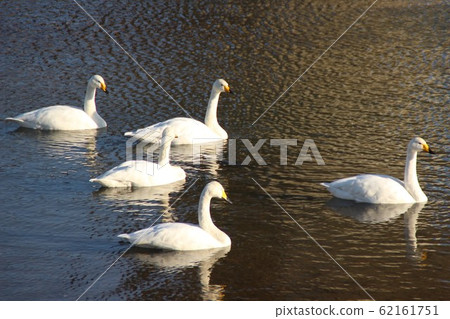 Swan Swan 62161751