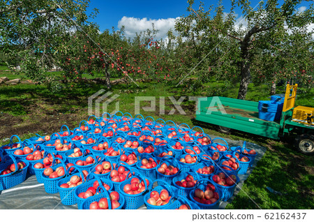 [青森津輕蘋果花園]津輕的紅蘋果現在正在收穫 62162437