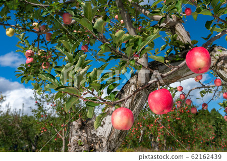 [Aomori Prefecture Hirosaki City apple] Iwakiyama Aizu Tsugaru autumn, apple garden is being harvested 62162439