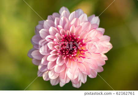 Fresh bright Pink chrysanthemum in autumn garden. Close up a pink chrysanthemum. Pink flower concept. 62162761