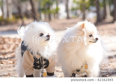 可愛的博美犬 可愛的博美犬 62162893