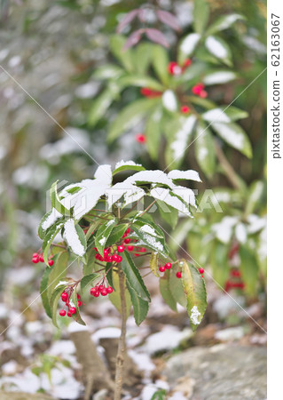Manryo with snow 62163067