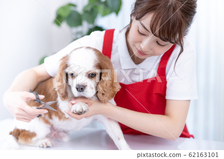 女修剪器 62163101