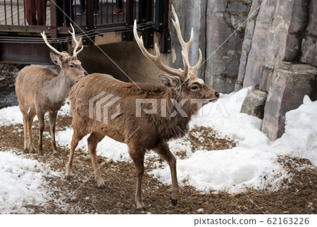 Asahikawa, Hokkaido, Japan MARCH 13 2019 62163226
