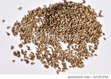 歐芹種子 62163444