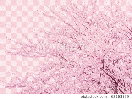 櫻花和粉紅色格仔 62163529