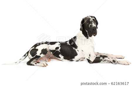 Thoroughbred Great Dane dog on a white background Thoroughbred Great Dane dog on a white background 62163617