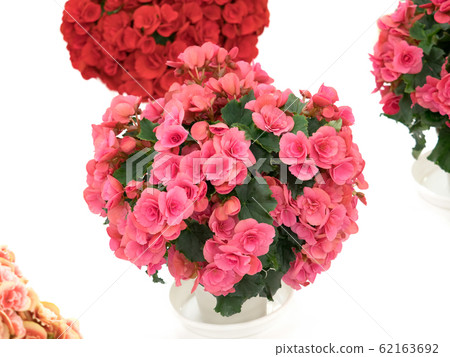 Elatiol Begonia 62163692