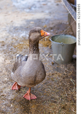 goose poultry with brown feathers walks along the road through the snow in the yard 62163695