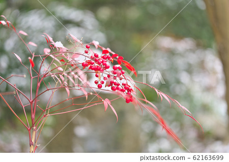 南天的雪 62163699