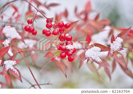 南天的雪 62163704