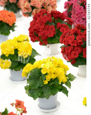 Elatiol Begonia 62163744