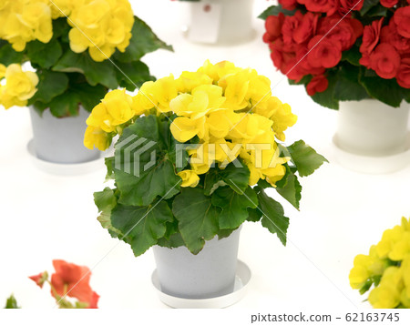 Elatiol Begonia Elatiol Begonia 62163745
