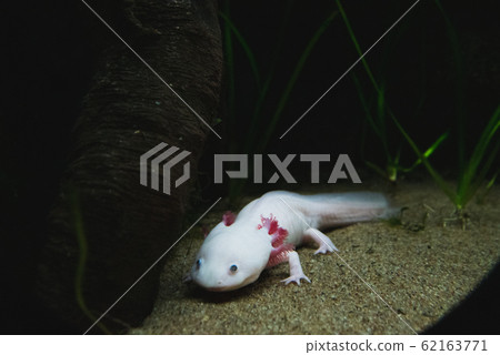 Wooper Looper在溫哥華水族館溫哥華 Wooper Looper在溫哥華水族館溫哥華 62163771