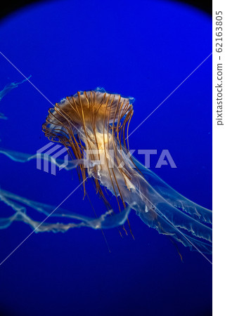 漂浮在水族館-加拿大溫哥華的紅色水母 62163805