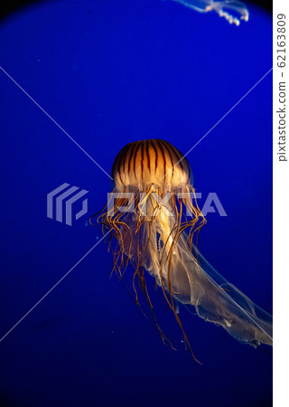 Red jellyfish floating in aquarium-Vancouver-Canada Red jellyfish floating in aquarium-Vancouver-Canada 62163809