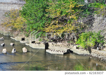 Sunbathing the duck on the Meguro River 62163837