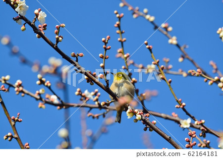 Plum blossoms and mezzo (N) 62164181