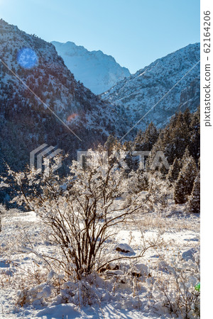 dried tree in the snow on a background of mountains. dried tree in the snow on a background of mountains. 62164206