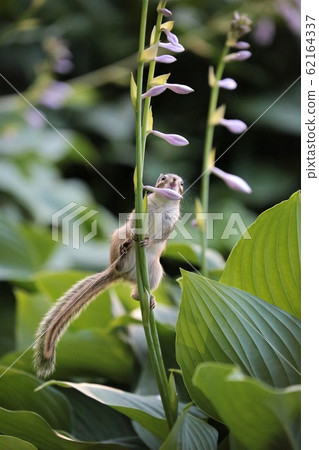 花栗鼠 花栗鼠 62164337