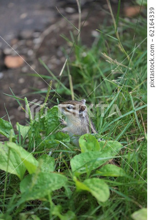 Chipmunk Chipmunk 62164339