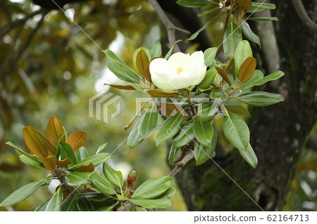 Taisambok flowers 62164713