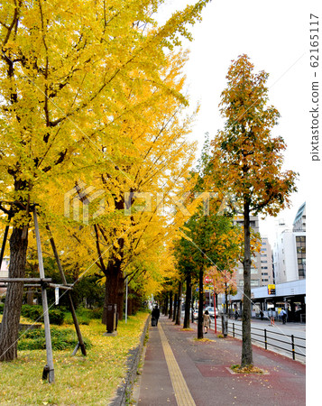 銀杏和公園人行道 銀杏和公園人行道 62165117