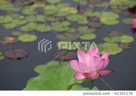 Lotus pond lotus 62165176
