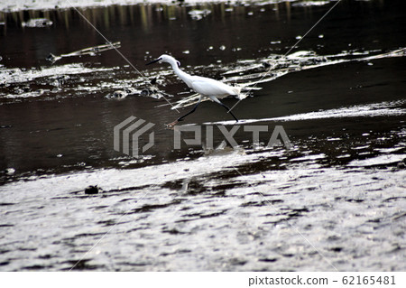 Kasai Rinkai Park Running Egret Kasai Rinkai Park Running Egret 62165481