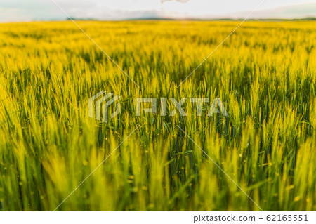 Agricultural Growth -Various Fields - Agriculture Farming Field Agricultural Growth -Various Fields - Agriculture Farming Field 62165551