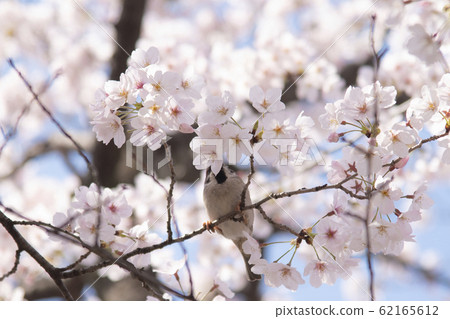 麻雀,麻雀,蜂蜜 麻雀,麻雀,蜂蜜 62165612