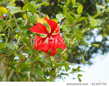 Original red hibiscus Original red hibiscus 62165730