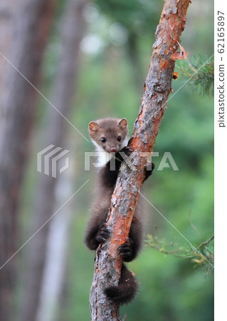 Young Marten beech, lat. Martes foina Young Marten beech, lat. Martes foina 62165897