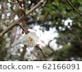One flower of plum, blooming quickly 62166091