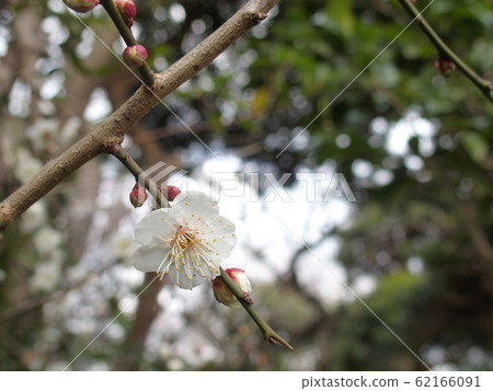 One flower of plum, blooming quickly One flower of plum, blooming quickly 62166091