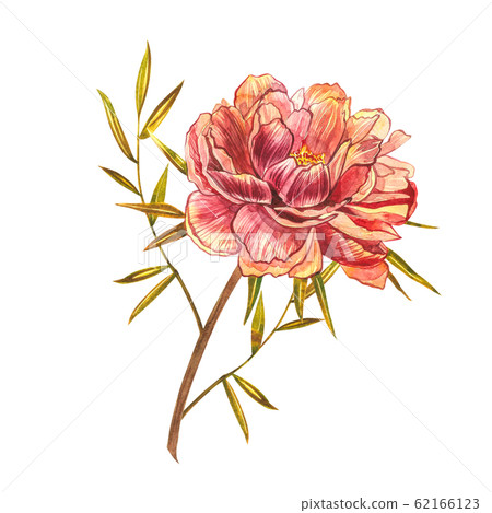 Watercolor Piones. Wild flower set isolated on white. Botanical watercolor illustration, rustic flowers. Good for cosmetics, medicine, treating, aromatherapy, nursing, package design, field bouquet Watercolor Piones. Wild flower set isolated on white. Botanical watercolor illustration, rustic flowers. Good for cosmetics, medicine, treating, aromatherapy, nursing, package design, field bouquet 62166123